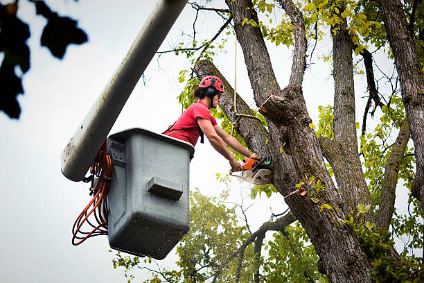 Mukilteo, WA Tree Removal and Landscaping Services Company